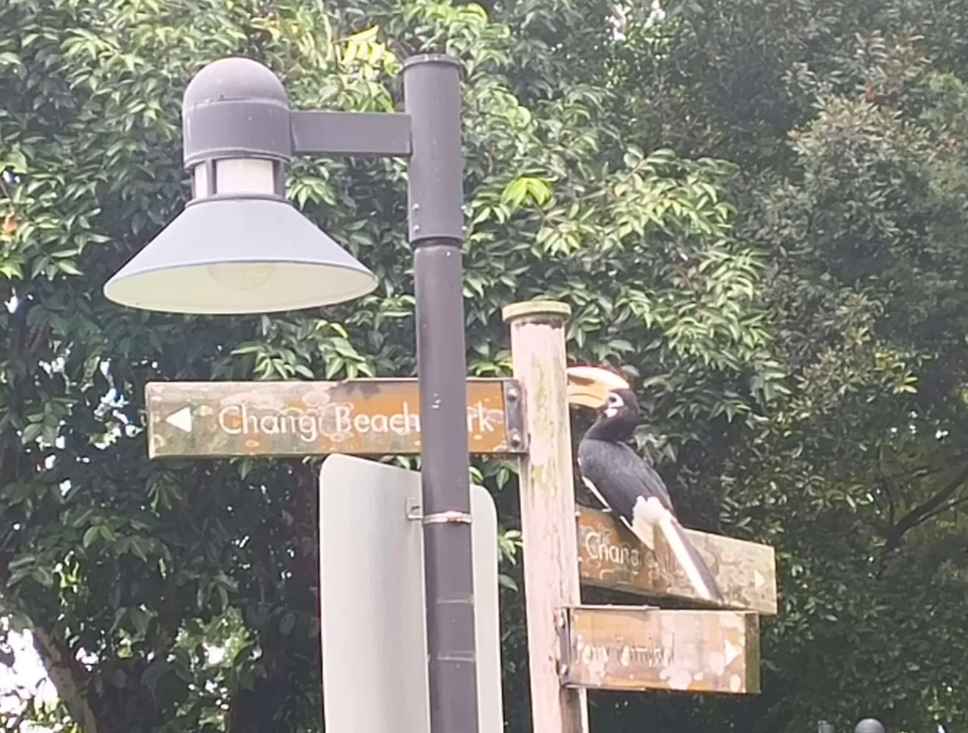 hornbill