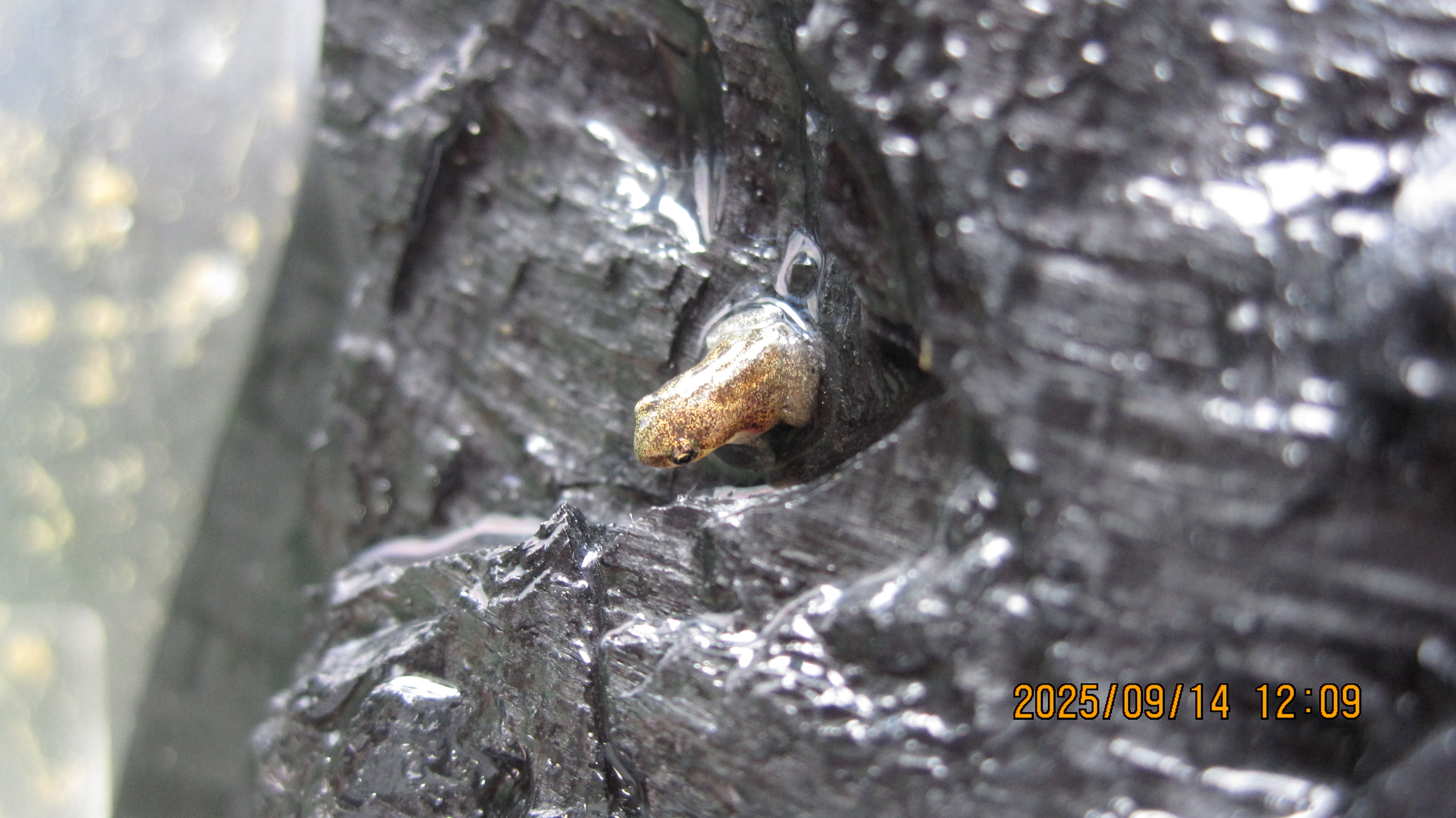 froglet in water