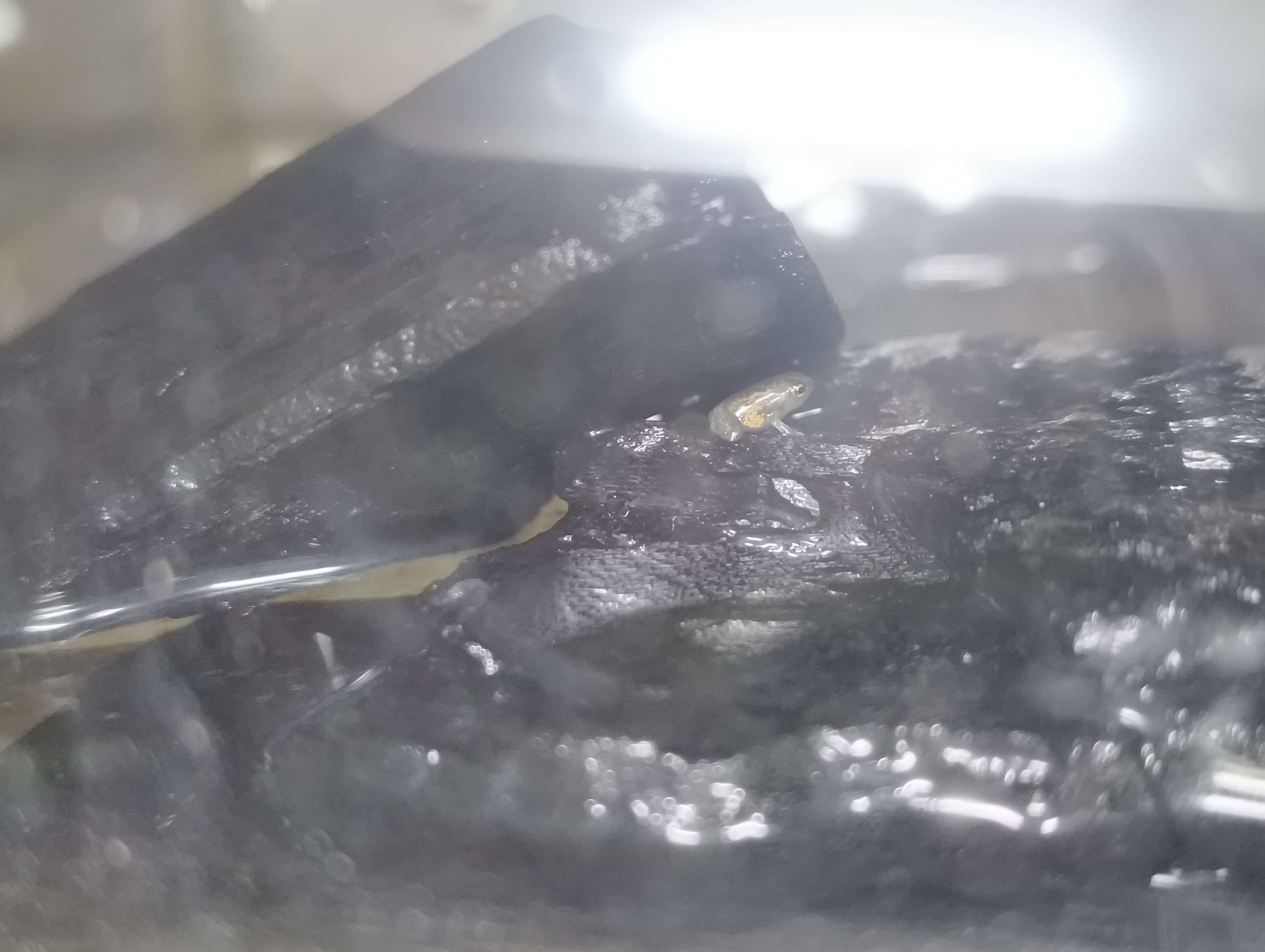 frog