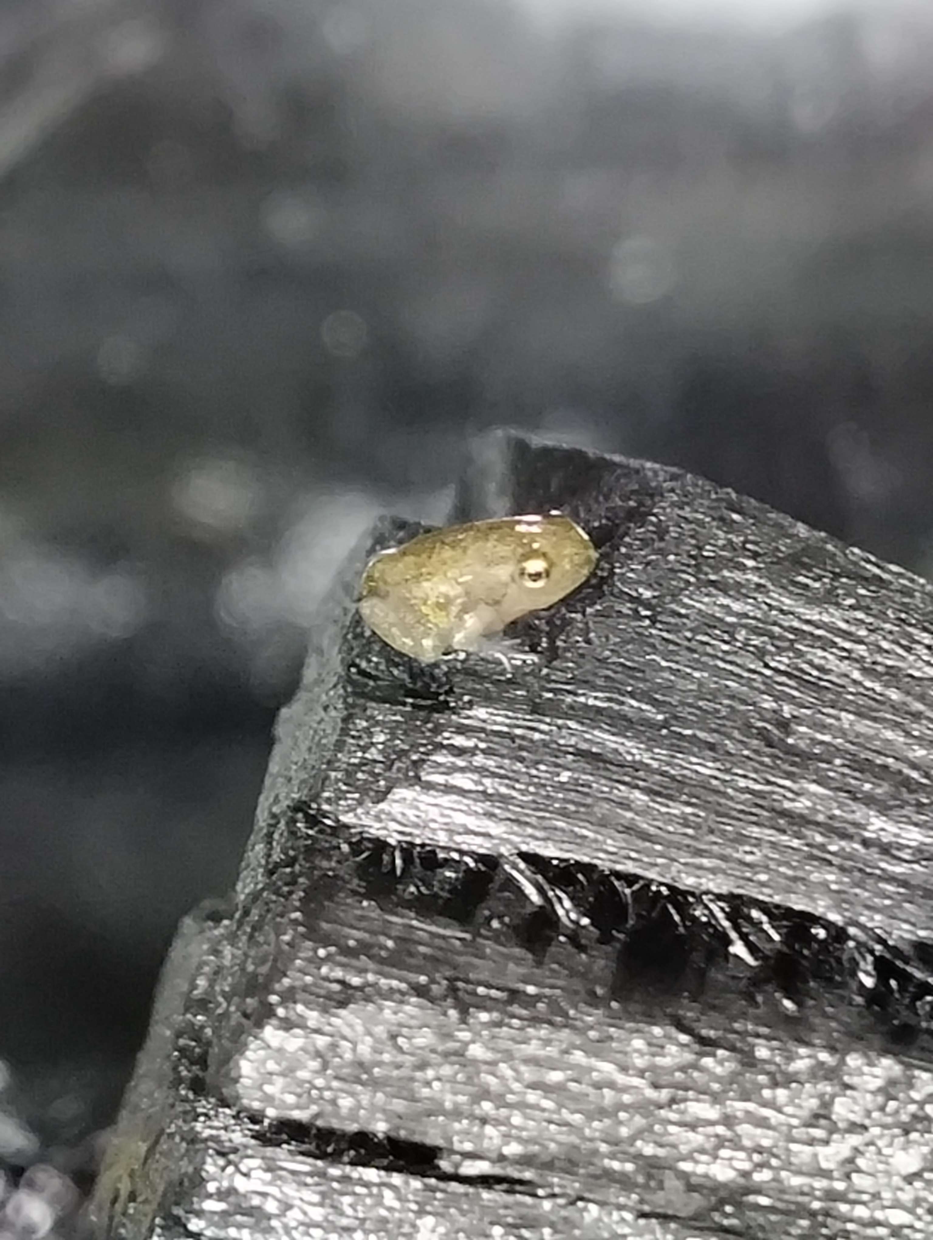 frog