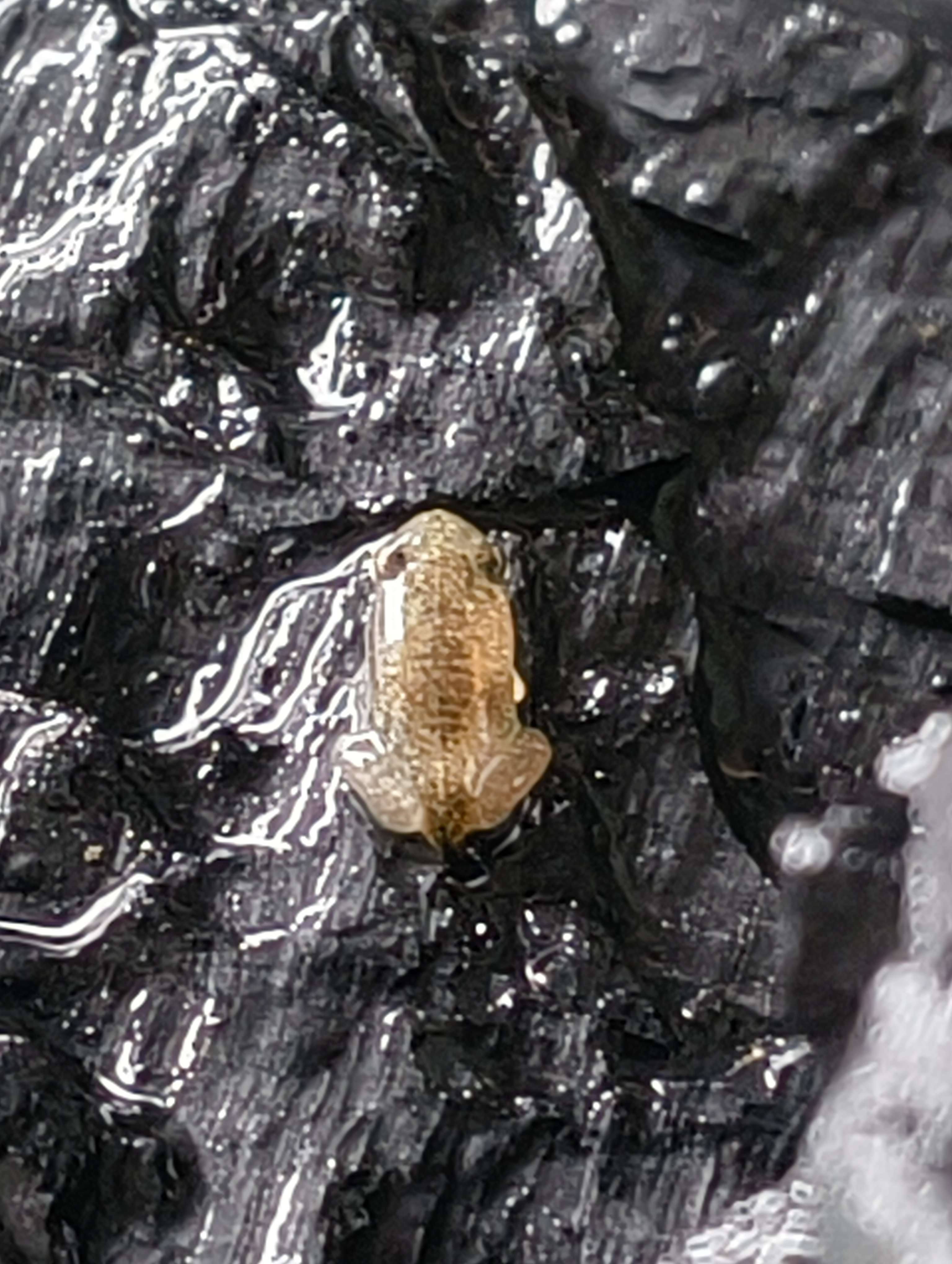 froglet