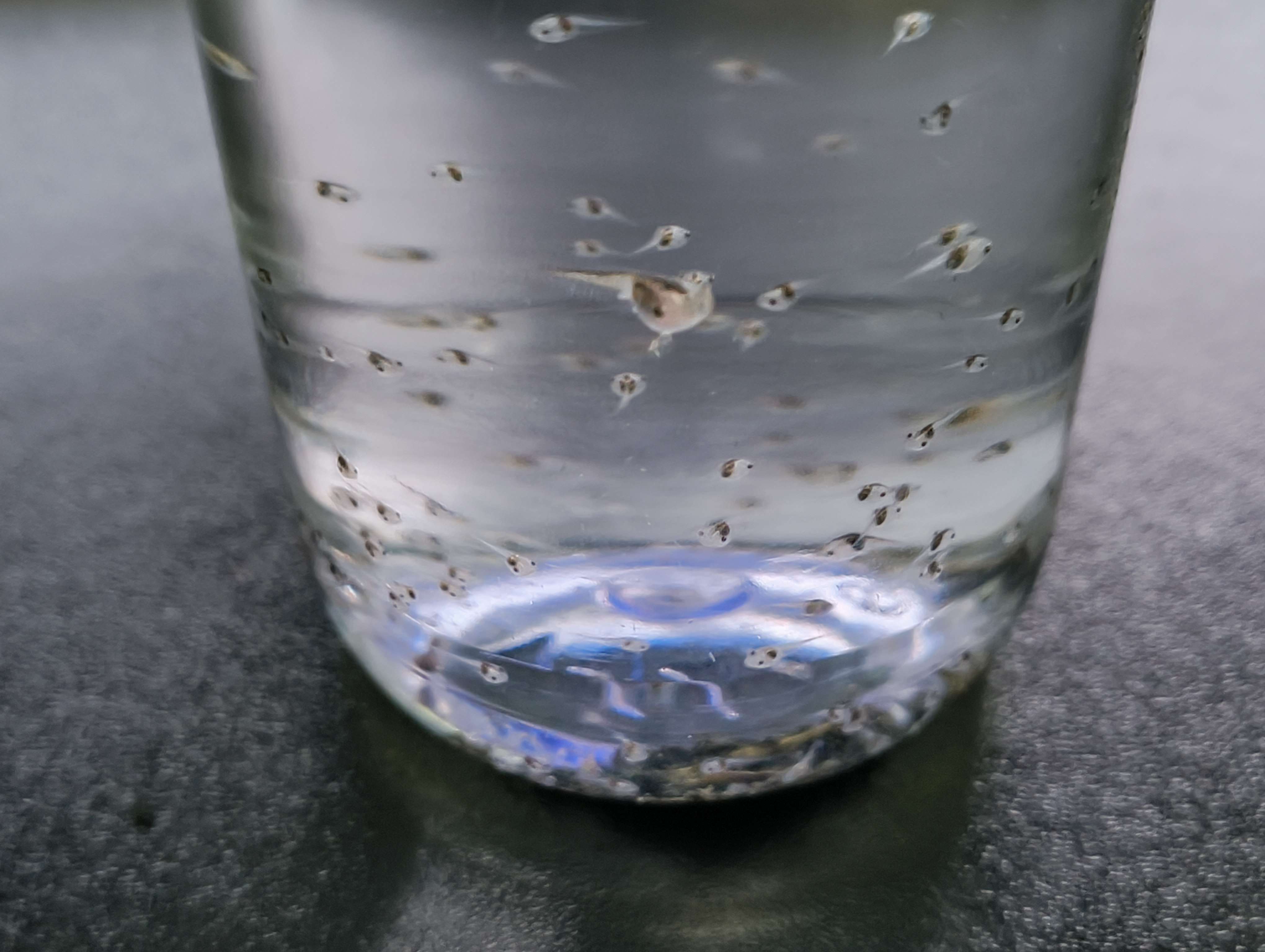 tadpoles