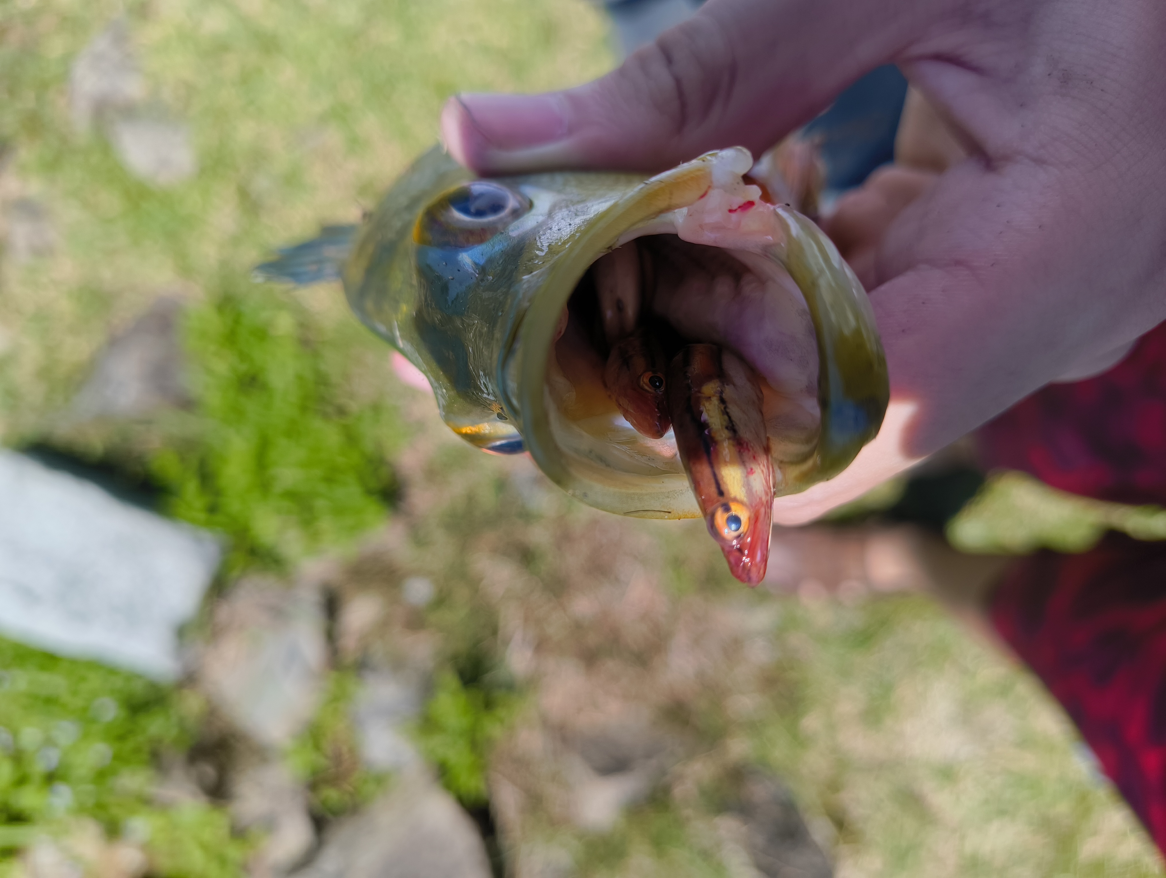 peacockbass