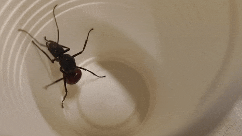 queen ant