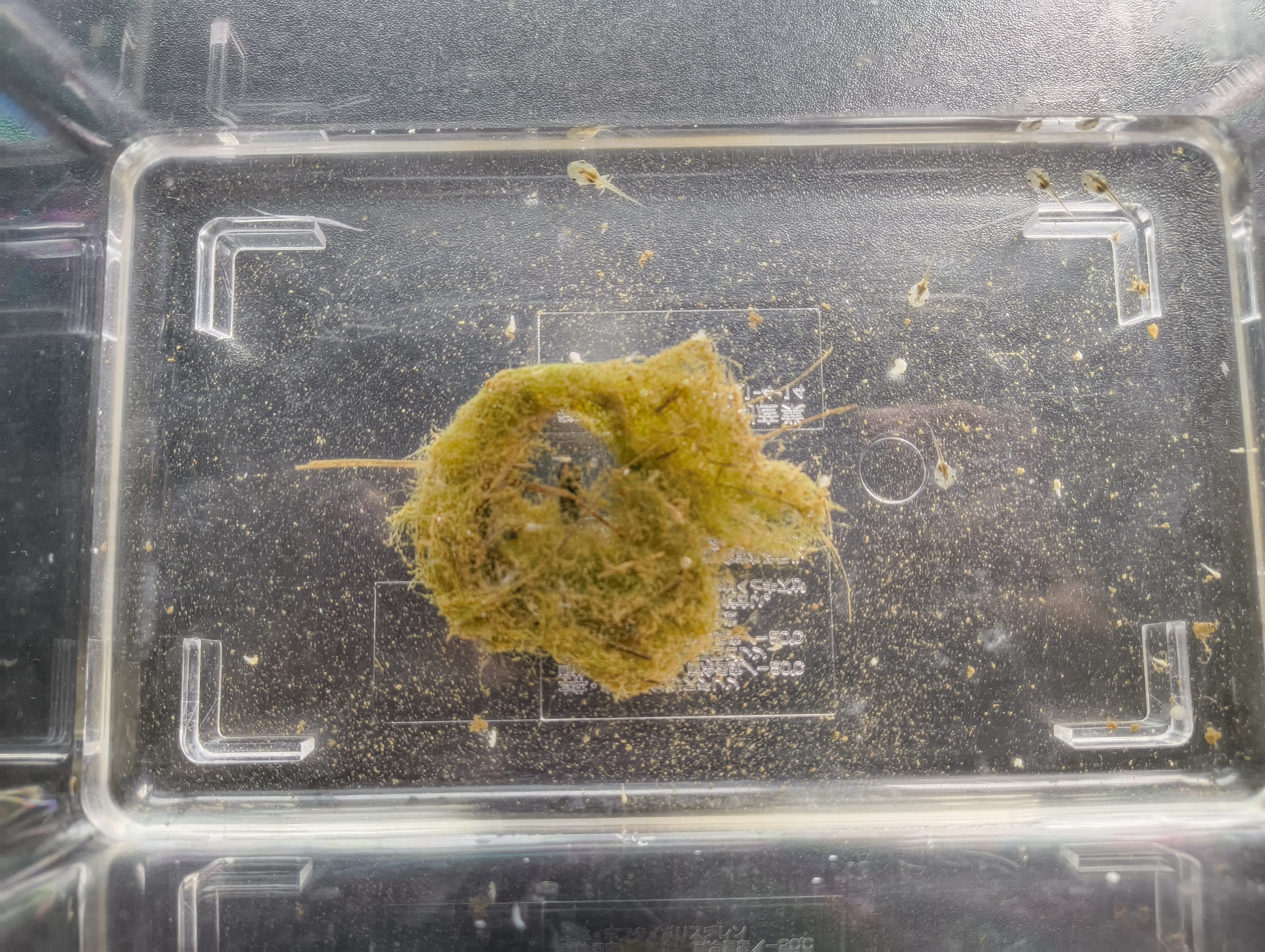tadpoles