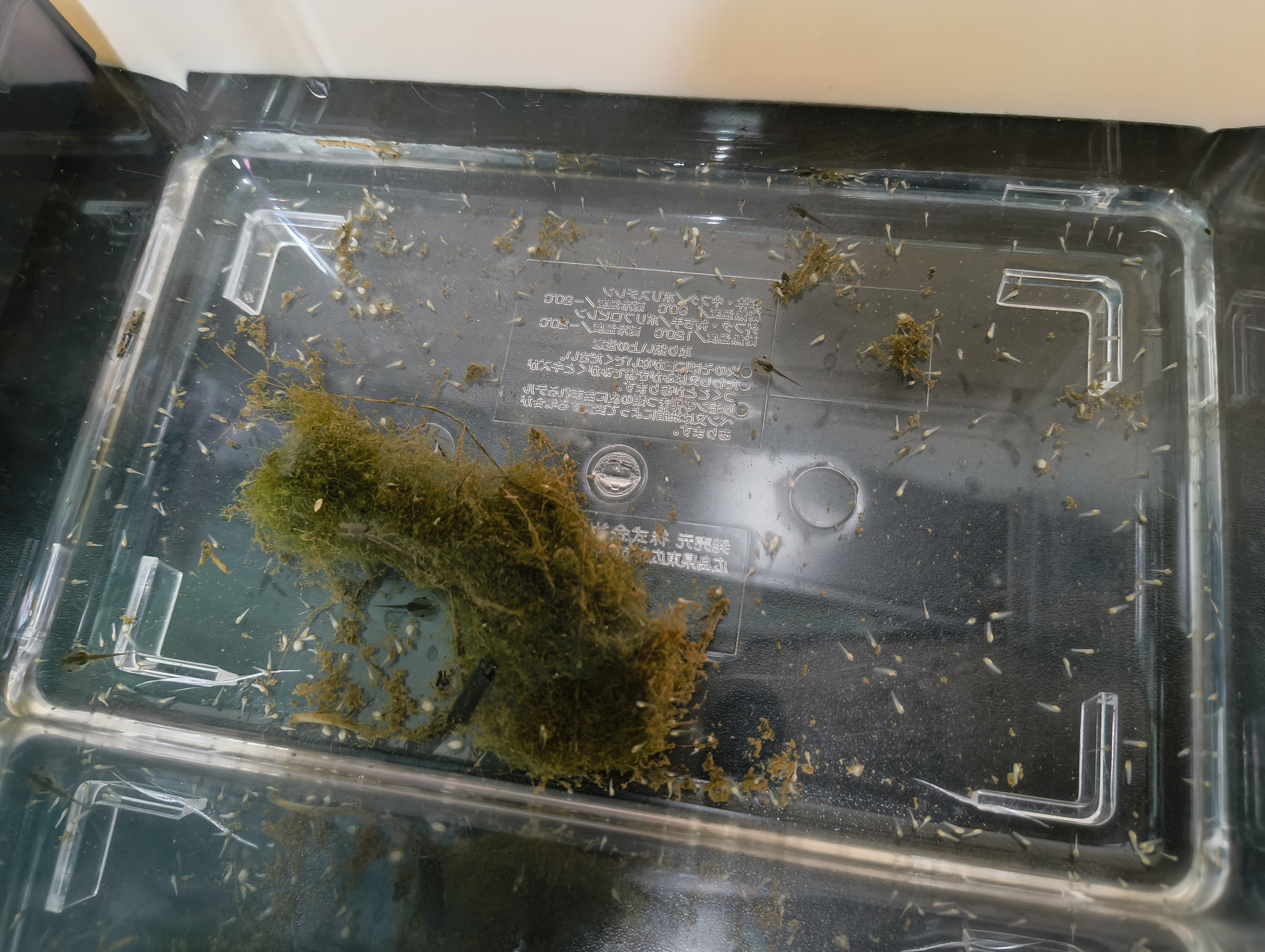 tadpoles