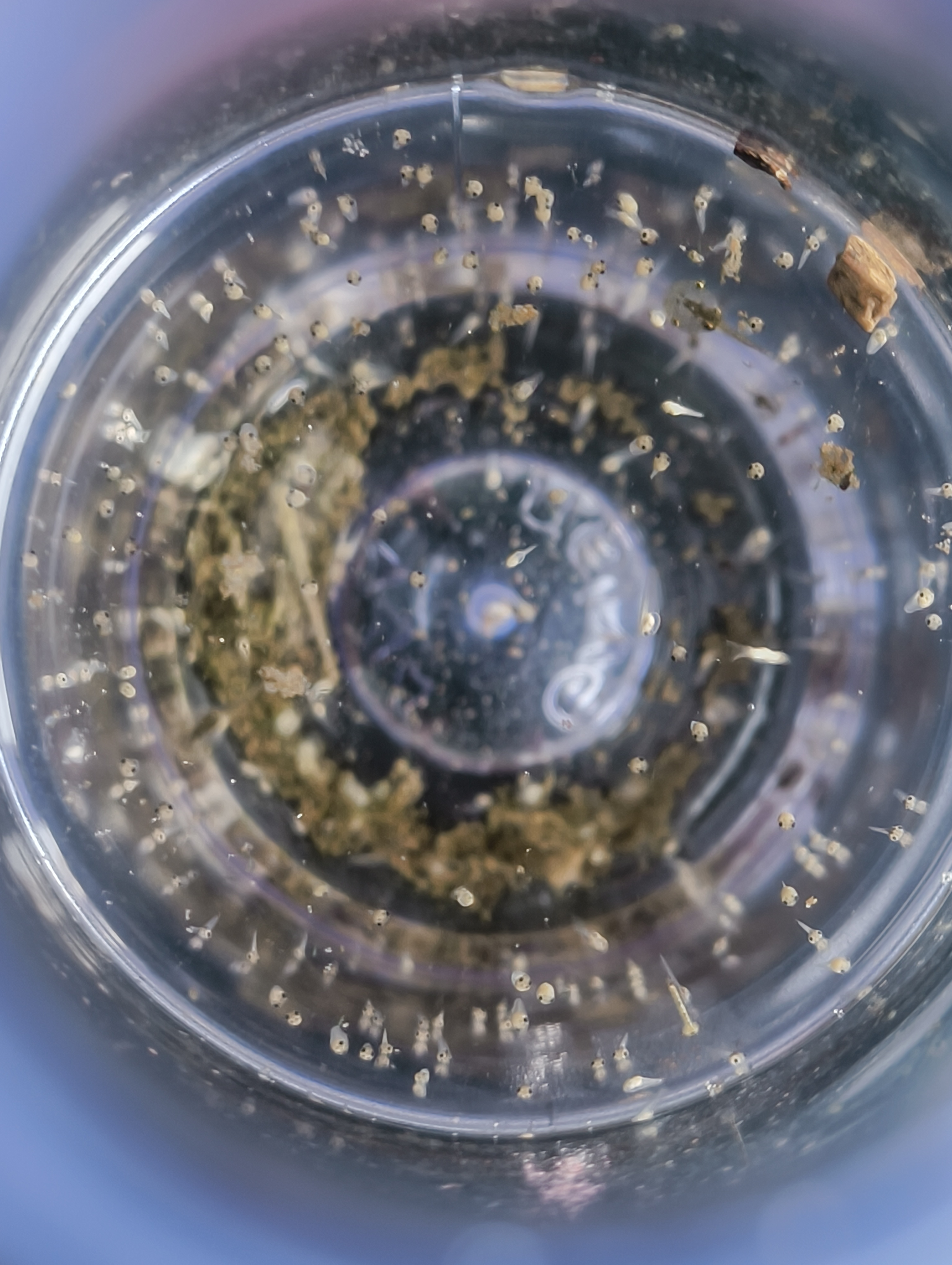 tadpoles