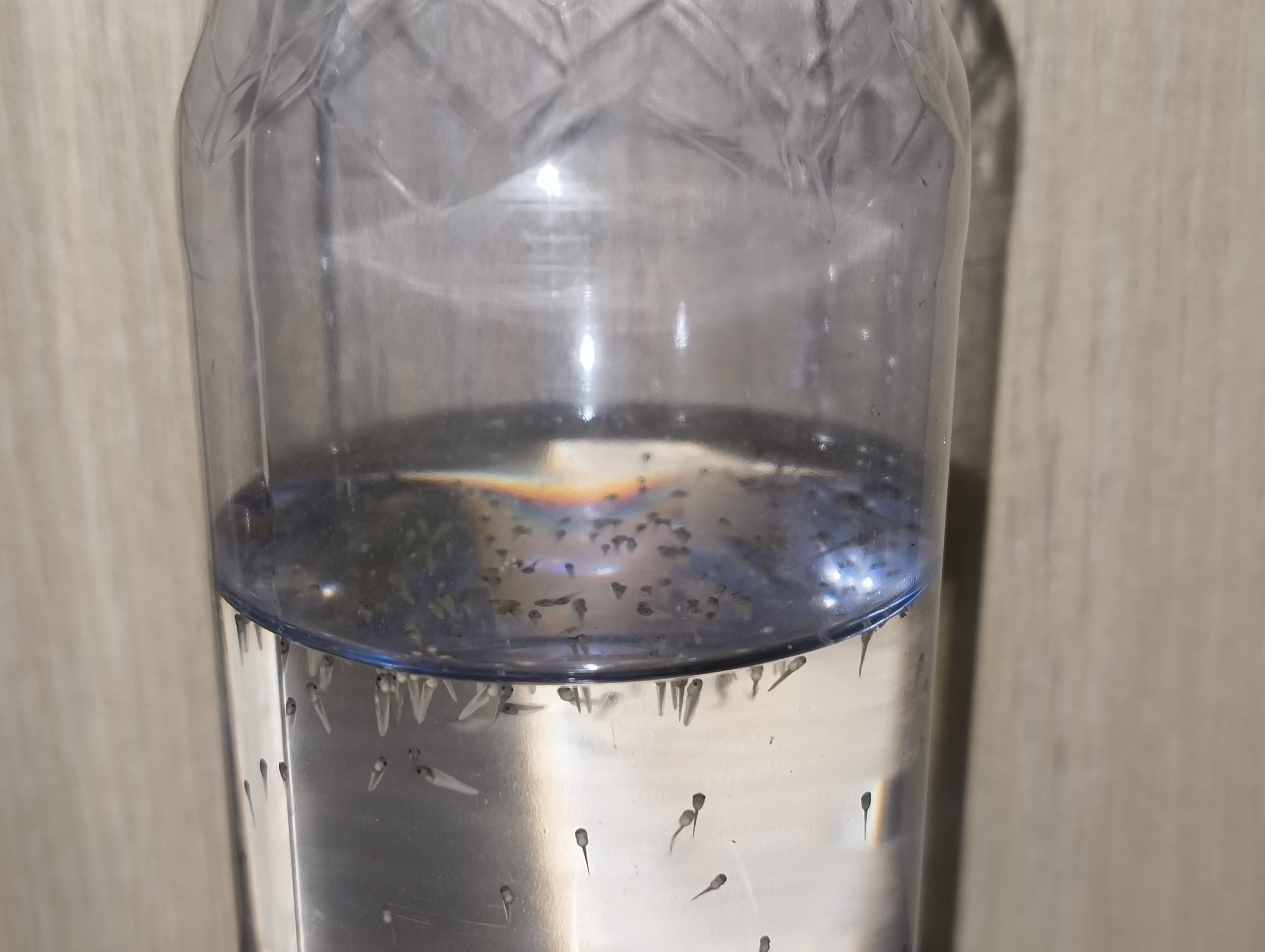 tadpoles