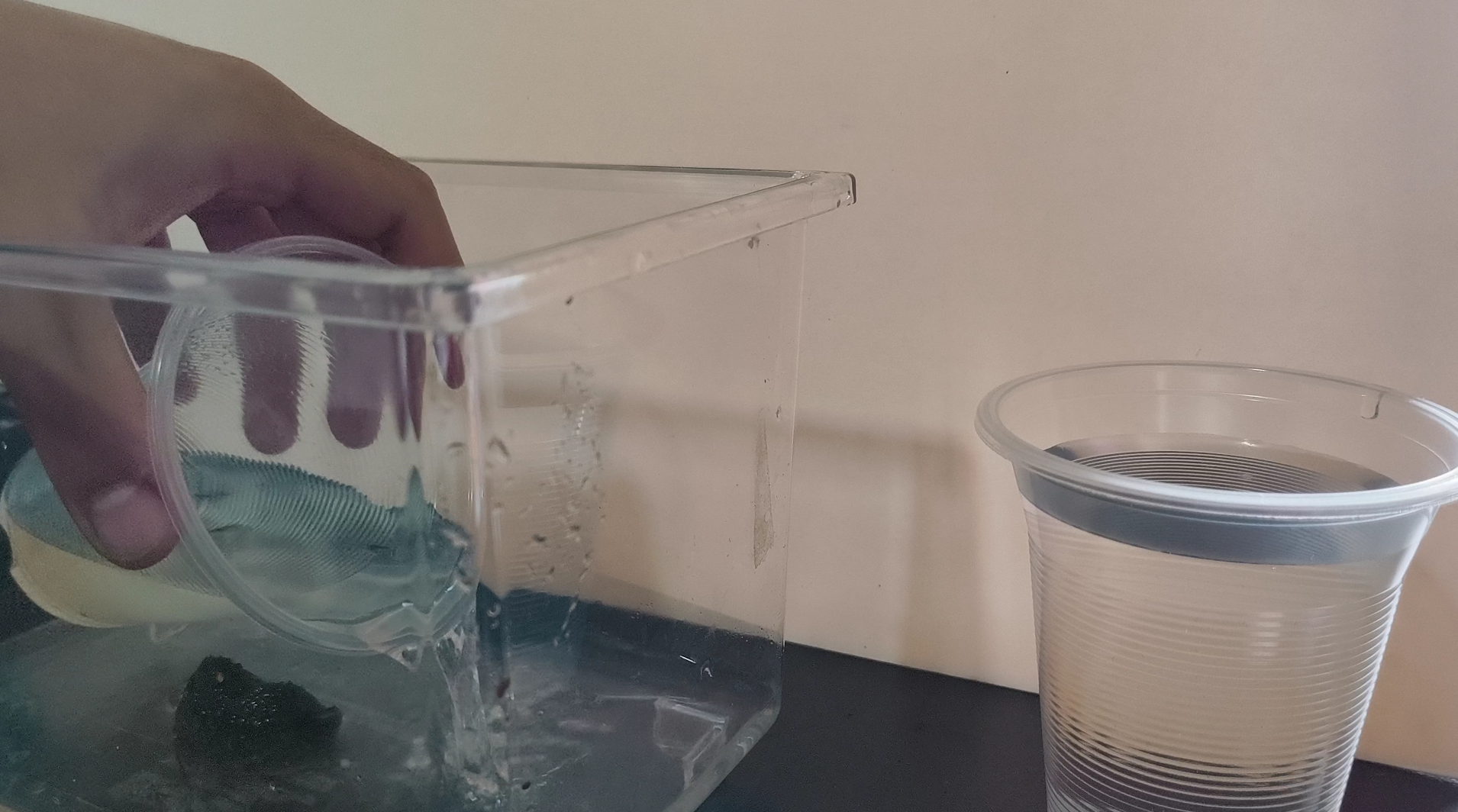 tadpoles
