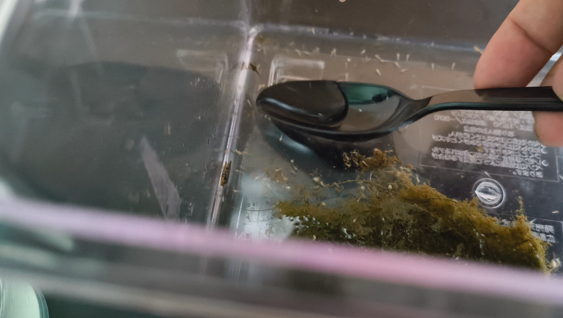 tadpoles
