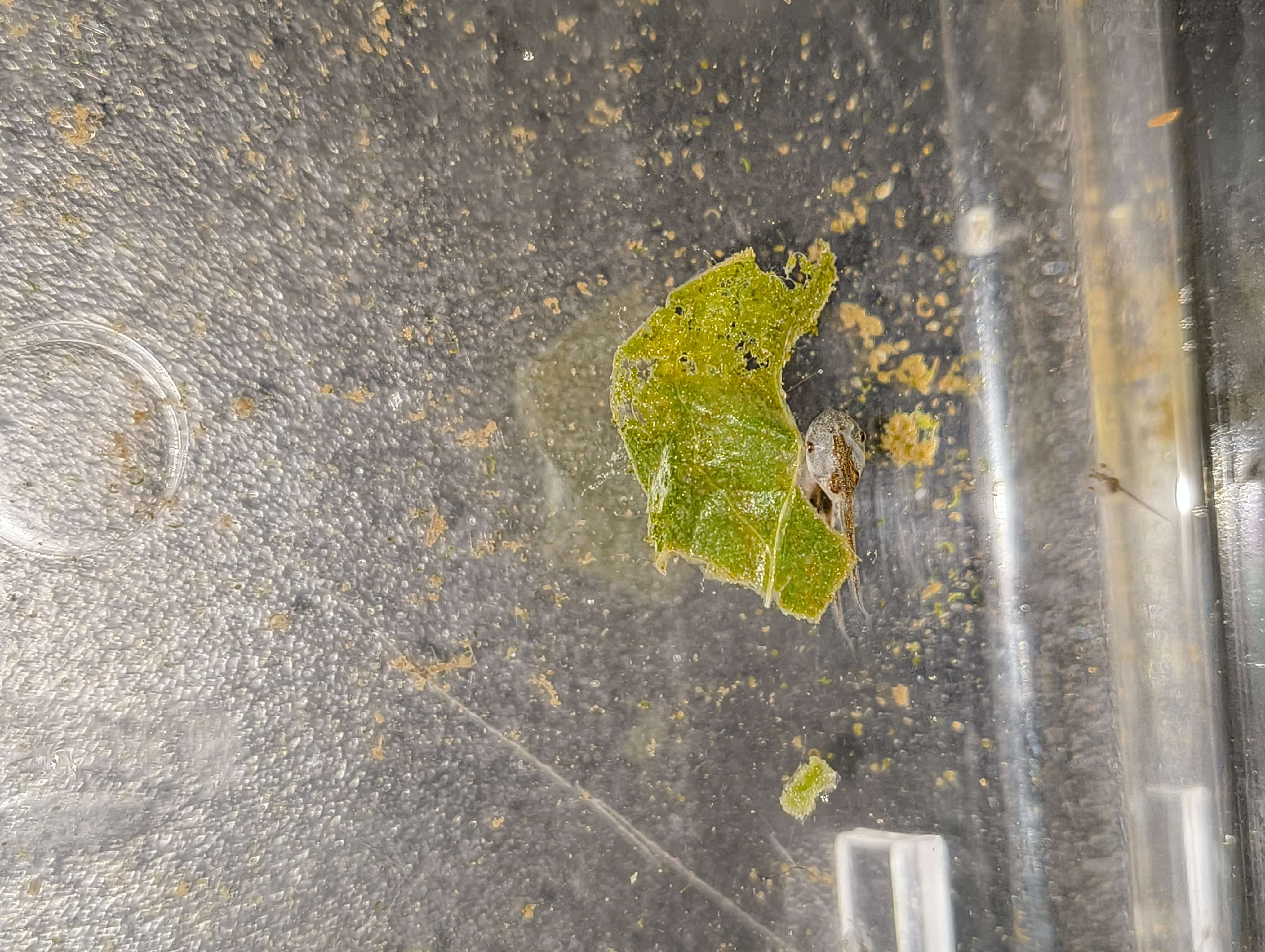 tadpoles eating spinach