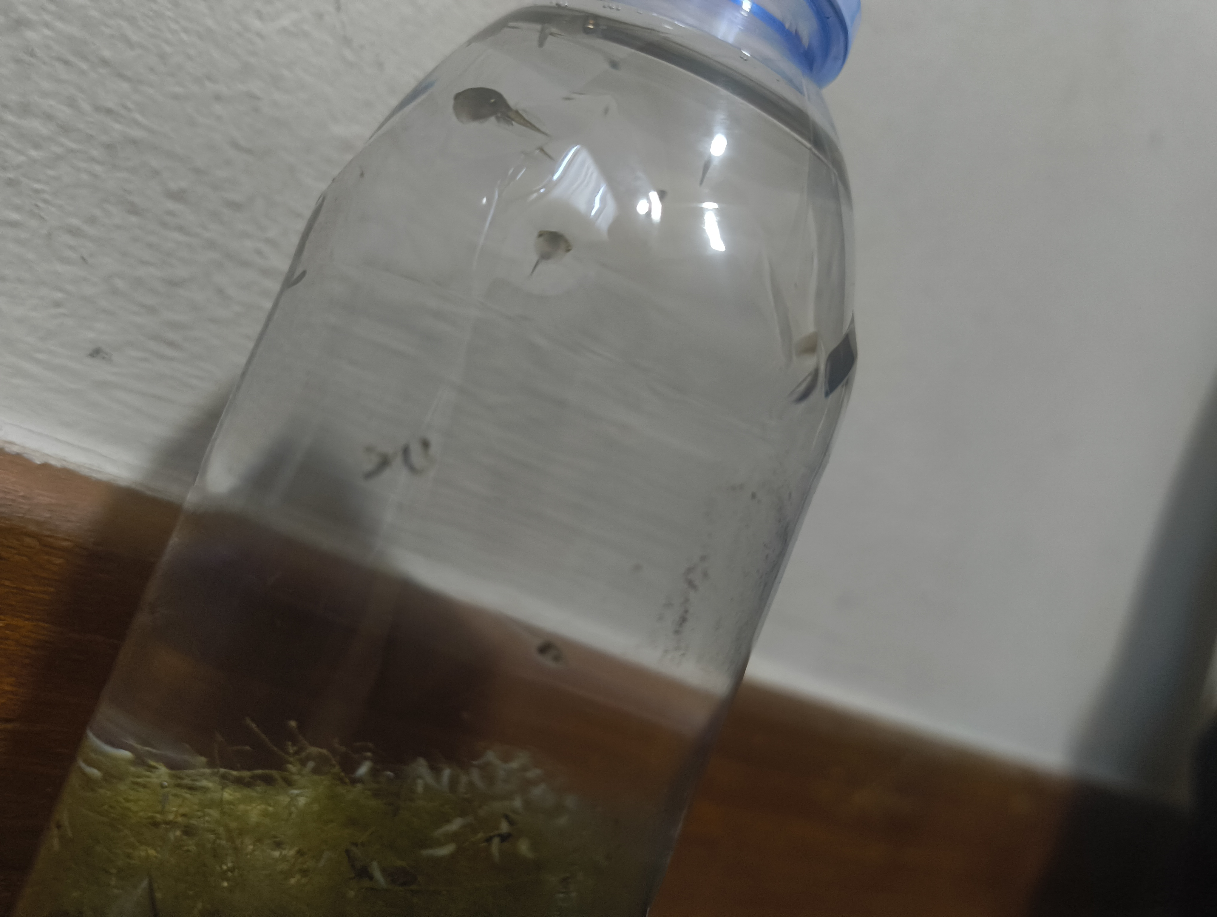 tadpoles