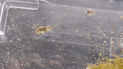 tadpoles