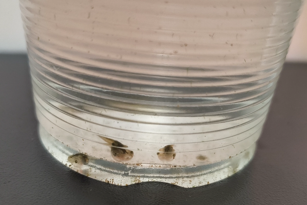 tadpoles